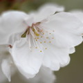 写真: 御室桜