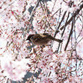 写真: 枝垂れ桜とスズメ