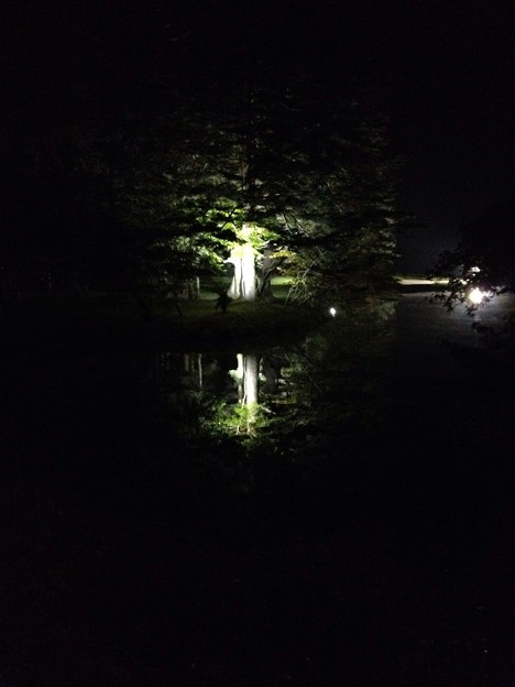 夜の池に浮かぶ木