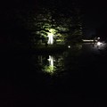 夜の池に浮かぶ木