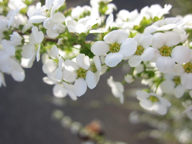 写真: 春いっぱい〜白