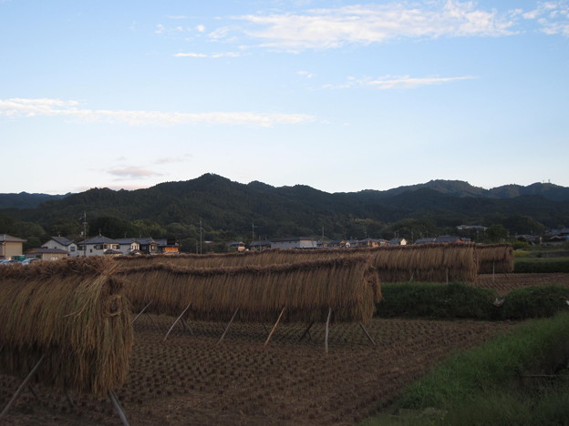写真: 稲刈り始まり〜