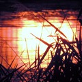 写真: 夕陽の映り込み