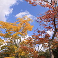 Photos: 昭和の森の爽やかな紅葉