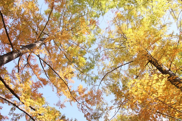 写真: 天高くメタセコイアの黄葉