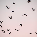 写真: 鳥の群舞