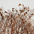 写真: 雀の成る木
