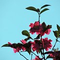 写真: 青空の山茶花