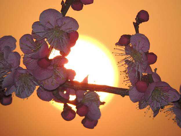 写真: 夕陽と紅梅