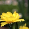 写真: 庭の花：チューリップ