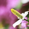 写真: ドクダミの花