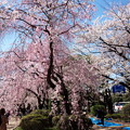 写真: 千鳥ヶ淵公園しだれ桜