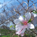 写真: 10月の桜1