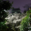 西尾城の桜1