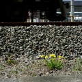 写真: 線路際の春