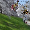 写真: 堤の落差に桜、呑みつつ。