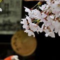 写真: 参道の桜
