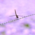 写真: 花畑の蜻蛉
