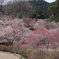 写真: ピンクの梅がキレイ