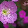 写真: pink（花とシベ）