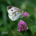 紋のある白い蝶
