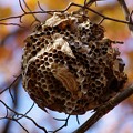 蜂巣残巣