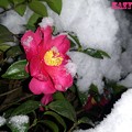写真: 雪見山茶花（夜バージョン）