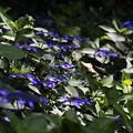 Photos: 紫陽花の森