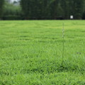 写真: ネジバナは芝に咲く　ﾌｫｰｶｽ不良