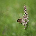 写真: ネジバナと蝶