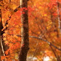 曽木の滝・・いい枝に紅葉