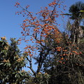 写真: 柿の実冬模様