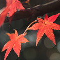 写真: 小枝のいい紅葉