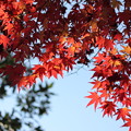 写真: 木陰の中に紅葉
