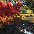 写真: 紅葉のある風景