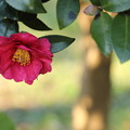 写真: 山茶花の咲く頃