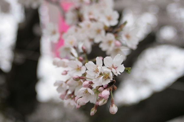 写真: 福岡堰の桜
