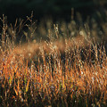 写真: 草の輝き