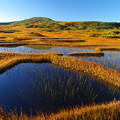 写真: 湿原の池塘