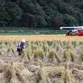 写真: 収穫の農繁期