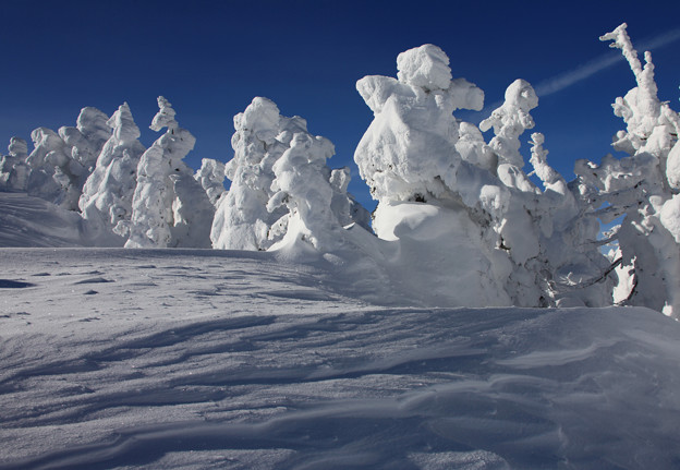 写真: 造形美の樹氷群