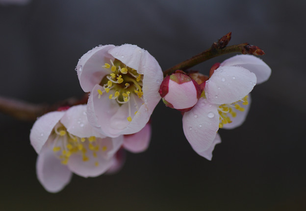 写真: 梅の開花宣言