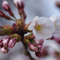 写真: 桜の開花宣言・仙台