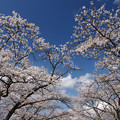 写真: 桜前線北上中