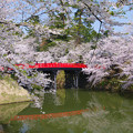 写真: 桜満開の弘前城址