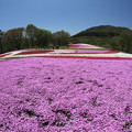 写真: 広大な芝桜
