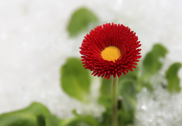 写真: 花と雪の物語