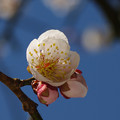写真: 桜の開花宣言