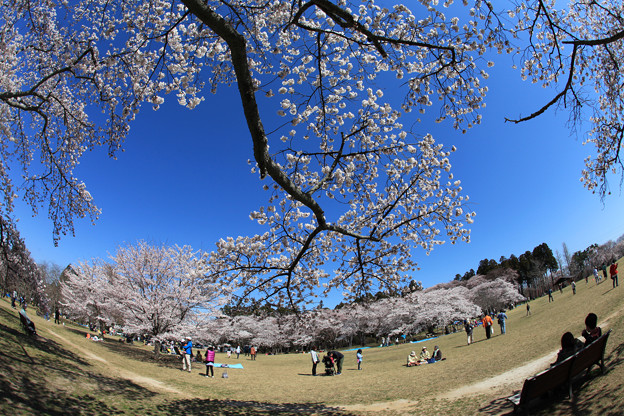 写真: 桜咲く公園