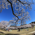 写真: 桜咲く公園